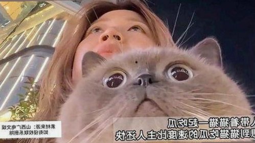 娱乐圈吃瓜系统落幕与评论区热议的对比现状