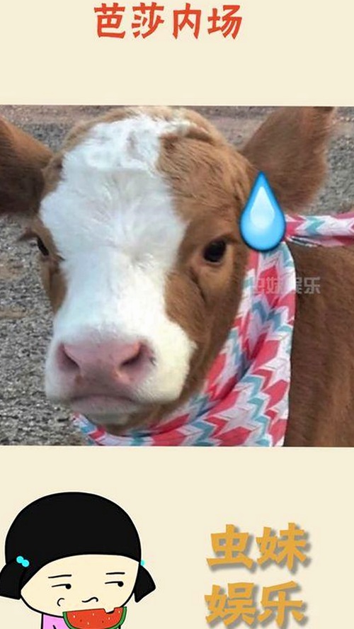 《吃瓜》火爆全网 扎西枫丹新歌引发全民热议